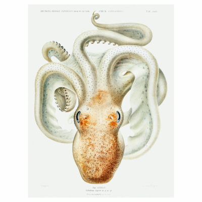 Velodona Octopus Print