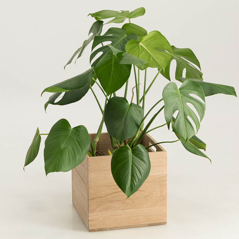 Weathered Oak Plant Box - Image 5