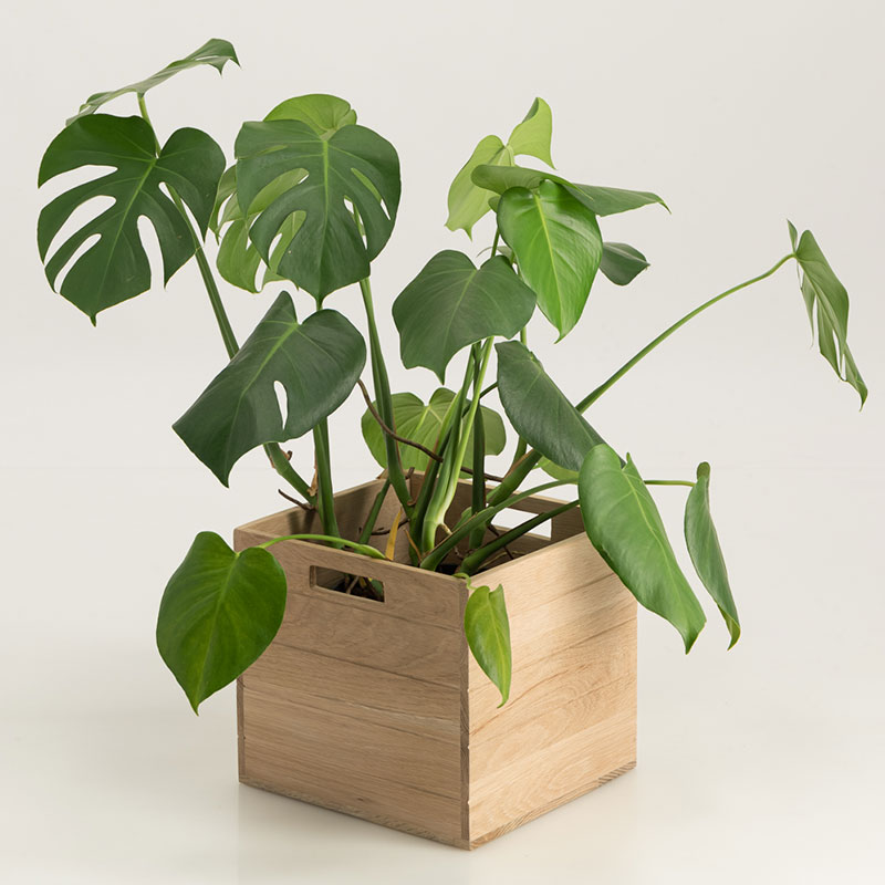 Weathered Oak Plant Box - Image 4
