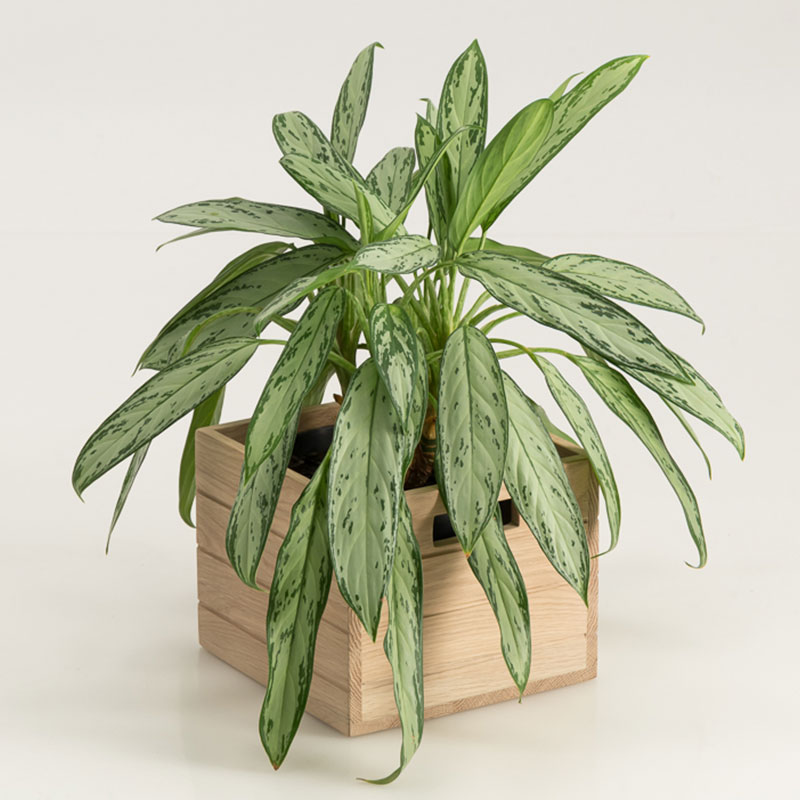 Weathered Oak Plant Box - Image 3