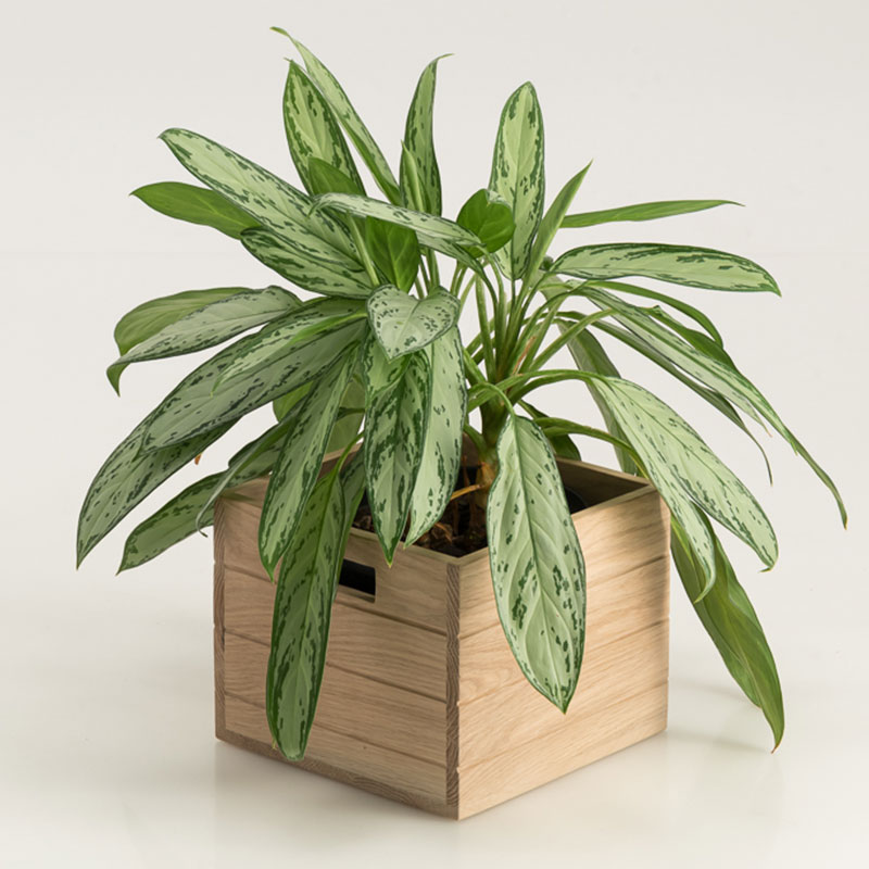 Weathered Oak Plant Box - Image 2