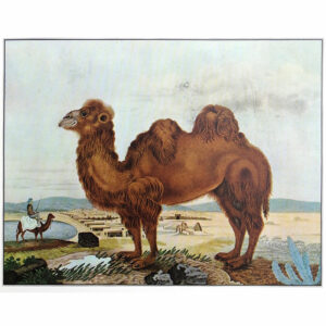 The Camel Print