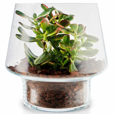 Succulent Glass Vase