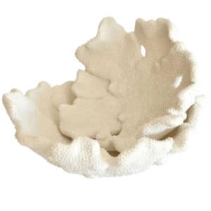 White Coral Plates, Set of 2