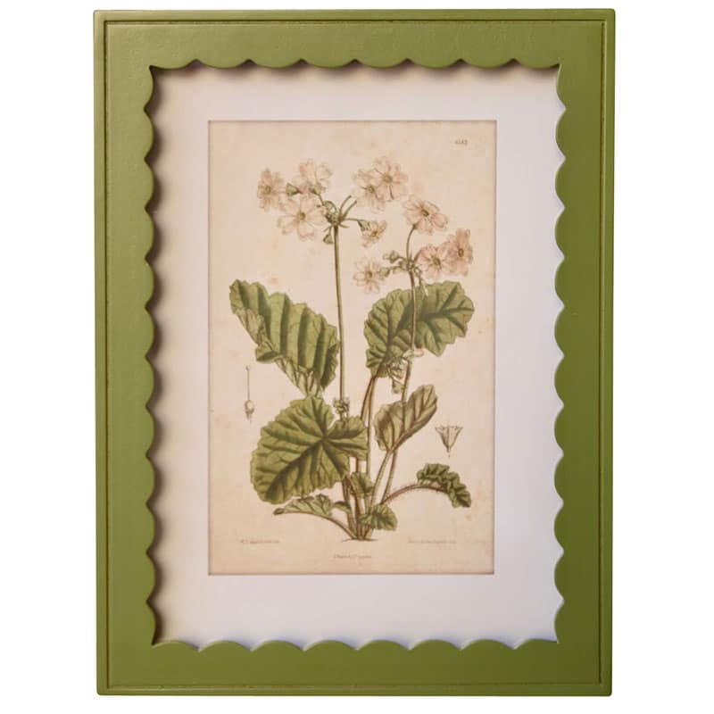 Bespoke Home Scalloped Green Botanical Art Print